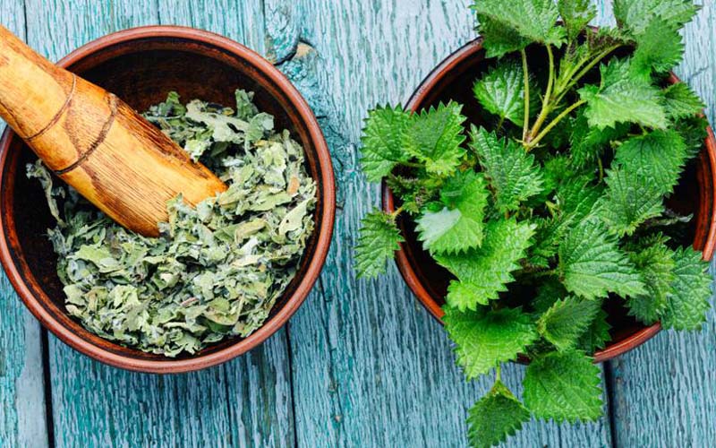 خرید عمده گزنه خشک با قیمت استثنایی +  خواص درمانی بی نظیر
