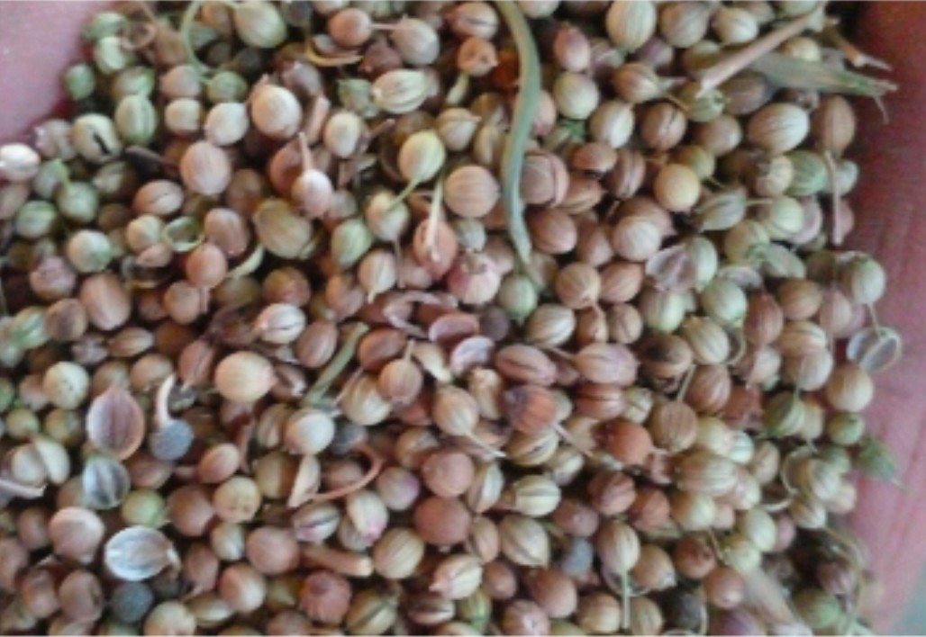 تصویر 5 از فروش و ارسال تخم گشنیز به کارخانه و تولیدی ها