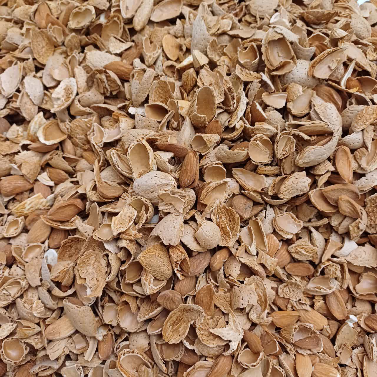 تصویر 1 از قیمت و فروش بادام برای کره گیری