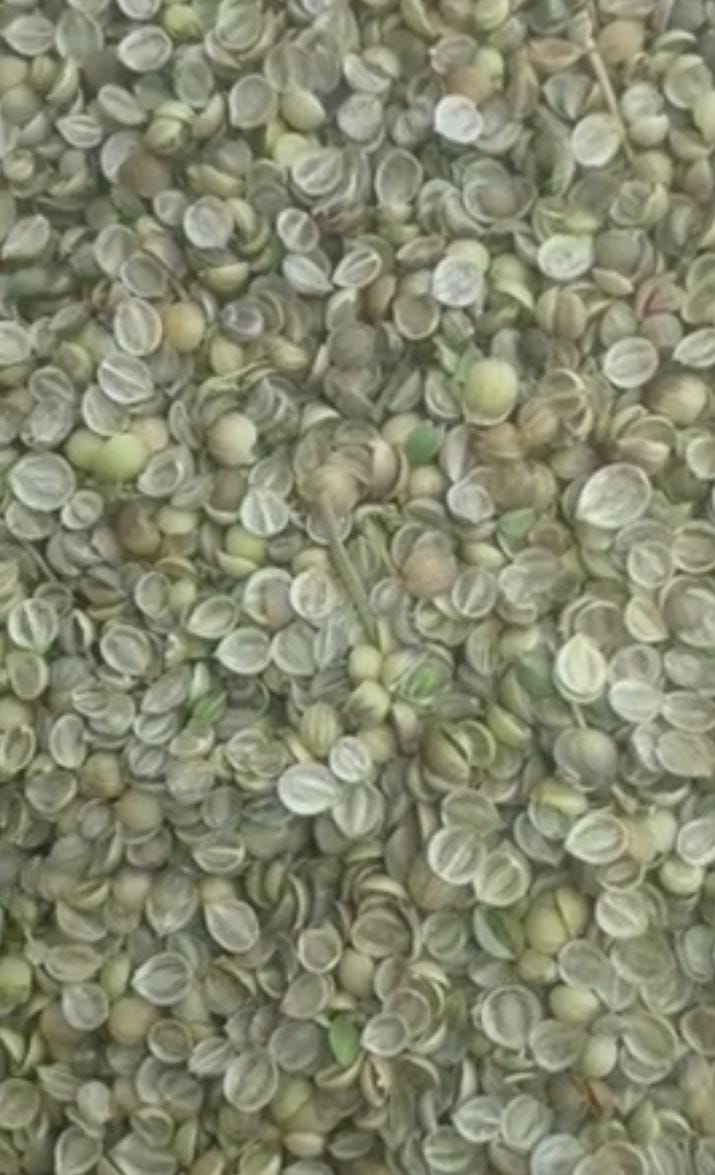 تصویر 3 از تخم گشنیز کنگاور برداشت تازه + قیمت عمده