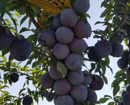 تصویر 1 از فروش عمده نهال آلو شابلون کالیفرنیا