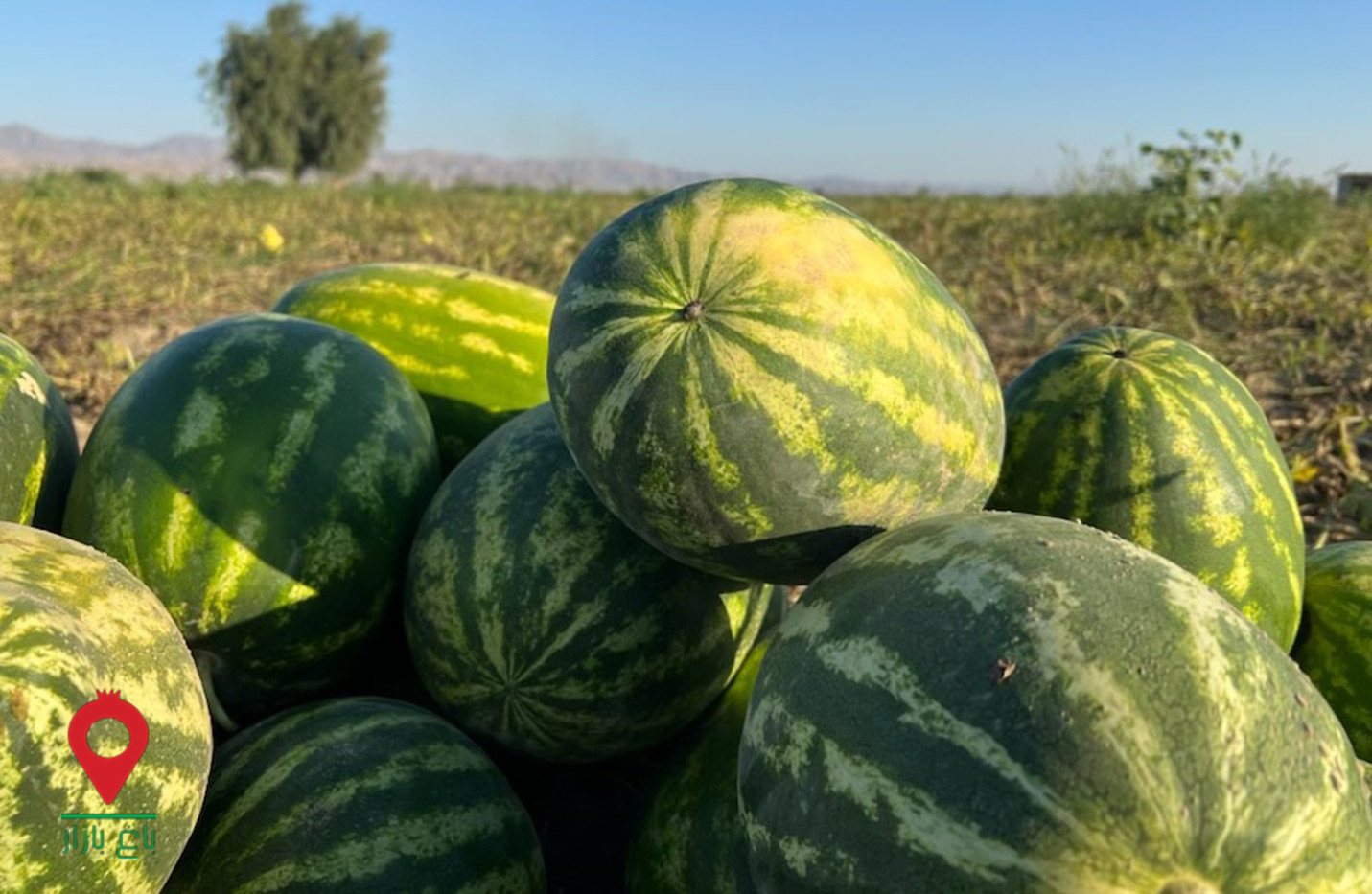 تصویر 3 از خرید هندوانه بیضی + قیمت استثنایی