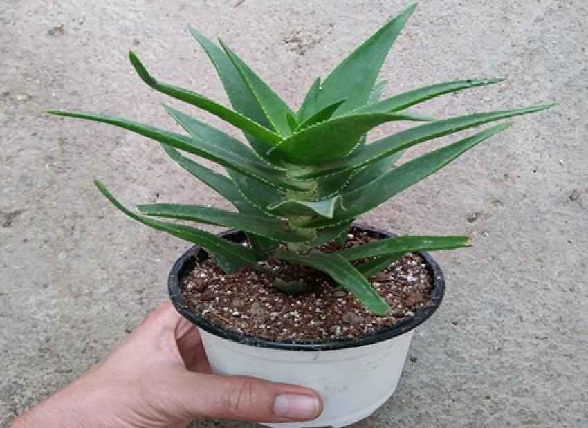 تصویر 3 از آلوئه ورا شاخ بزی + قیمت خرید استثنائی