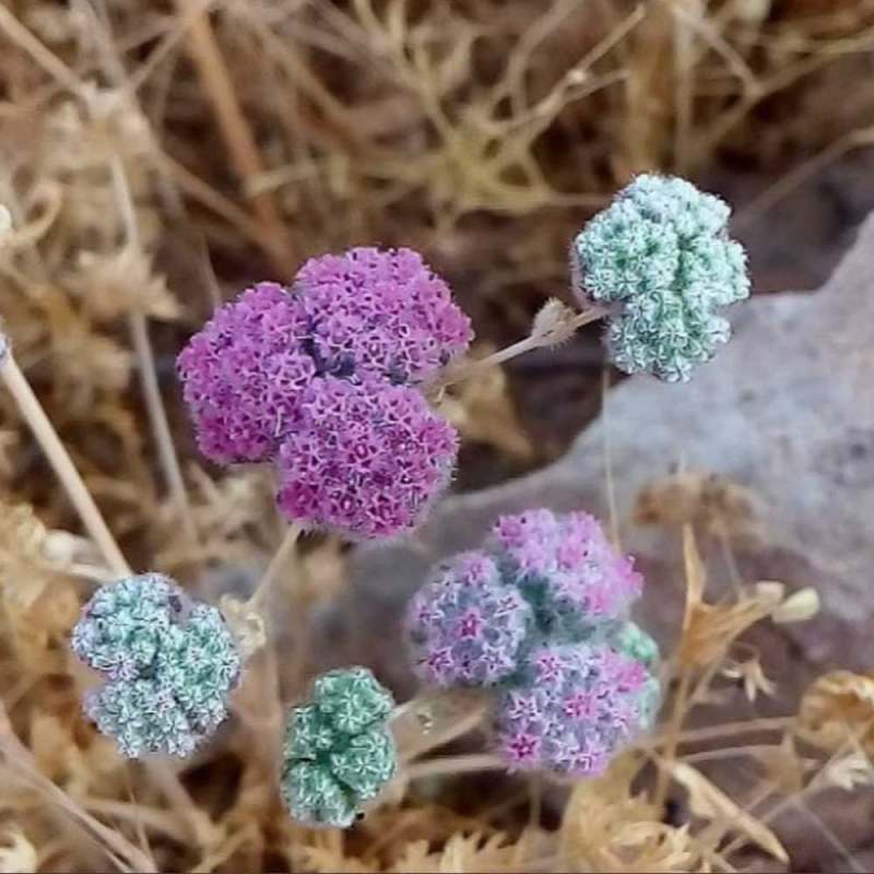 تصویر 1 از قیمت خرید گیاه مشکورک مرغوب
