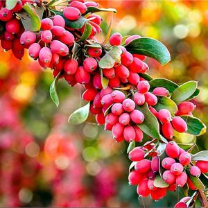 تصویر 1 از قیمت زرشک مرغوب خراسان جنوبی
