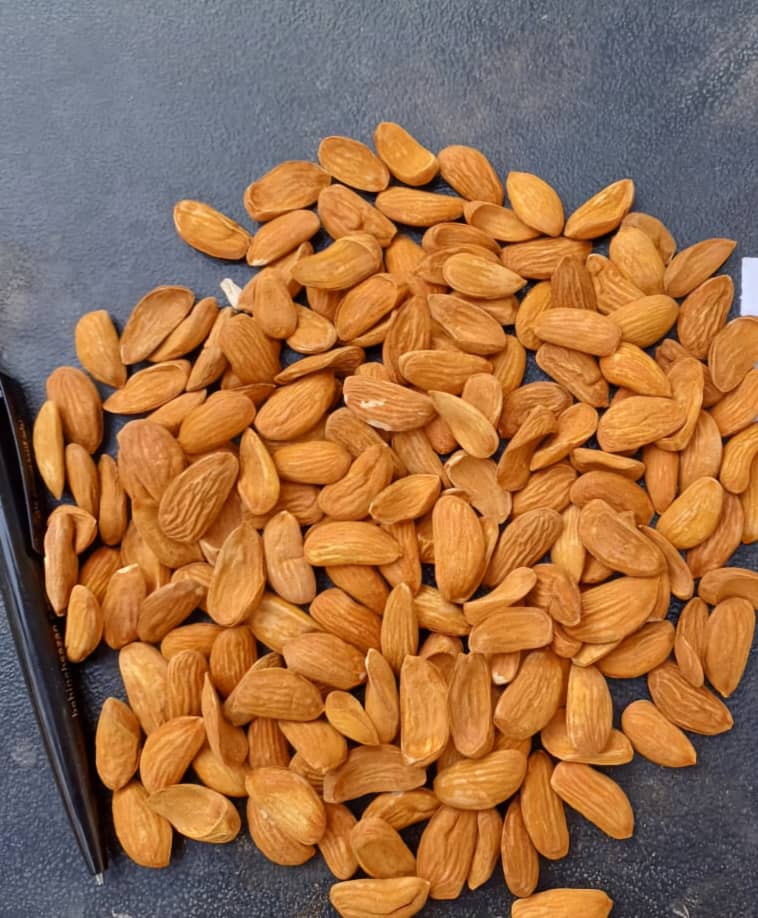 تصویر 1 از مغز بادام شکسته