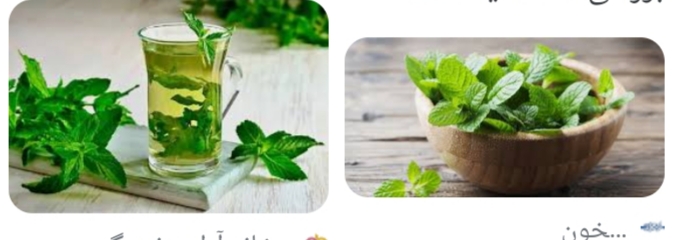 تصویر 1 از خریدوفروش عرق نعنا صادراتی شرایط خاص