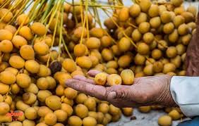تصویر 2 از فروش عمده خارک برحی بصر اوی