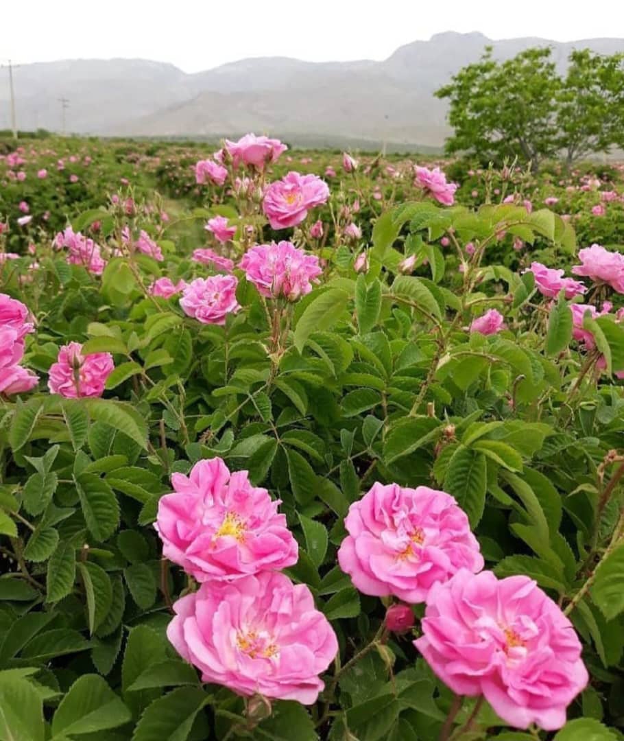 تصویر 3 از قیمت غنچه و گل محمدی کرمان