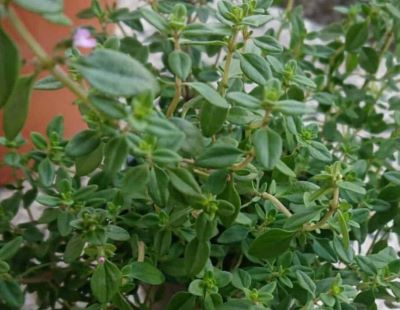تصویر 2 از آویشن باغی معطر فارس + قیمت ارزان