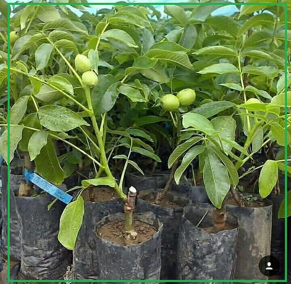 تصویر 1 از قیمت عمده نهال گردو