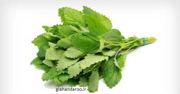 تصویر 2 از خرید عمده بادرنجبویه + قیمت فروش استثنایی