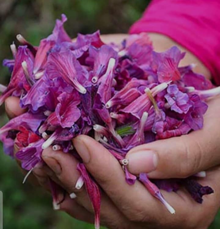 تصویر 4 از گل گاوزبان فرد اعلا