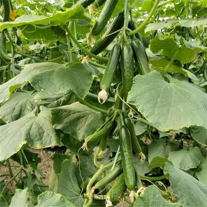 تصویر 3 از خرید بذر خیار گلخانه‌ ای با شرایط ویژه