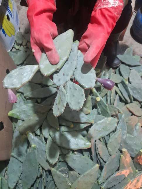 تصویر 2 از مرکز پخش انواع قلمه کاکتوس میوه دار