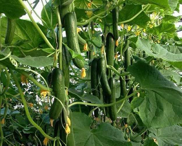 تصویر 5 از خرید و قیمت بذر خیار نگین + فروش ارزان و بی واسطه