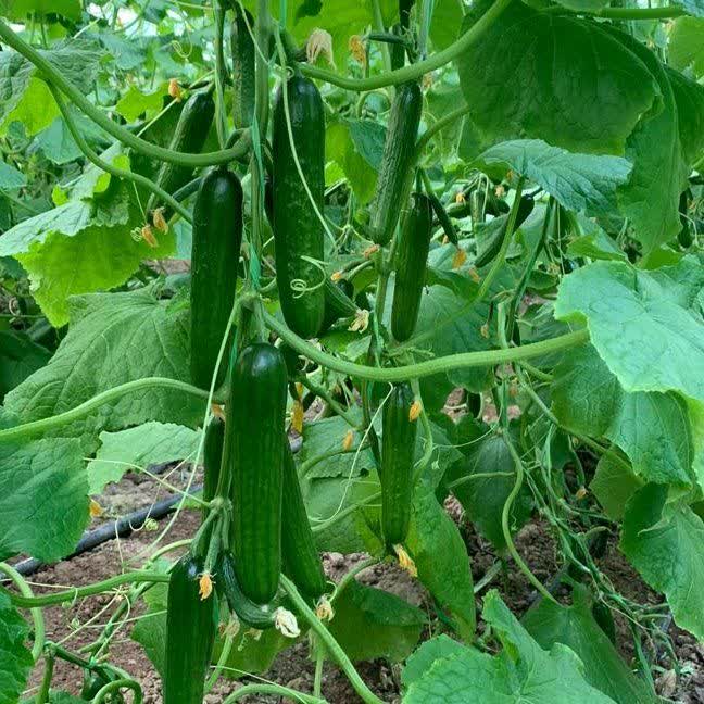 تصویر 2 از خرید و قیمت بذر خیار نگین + فروش ارزان و بی واسطه