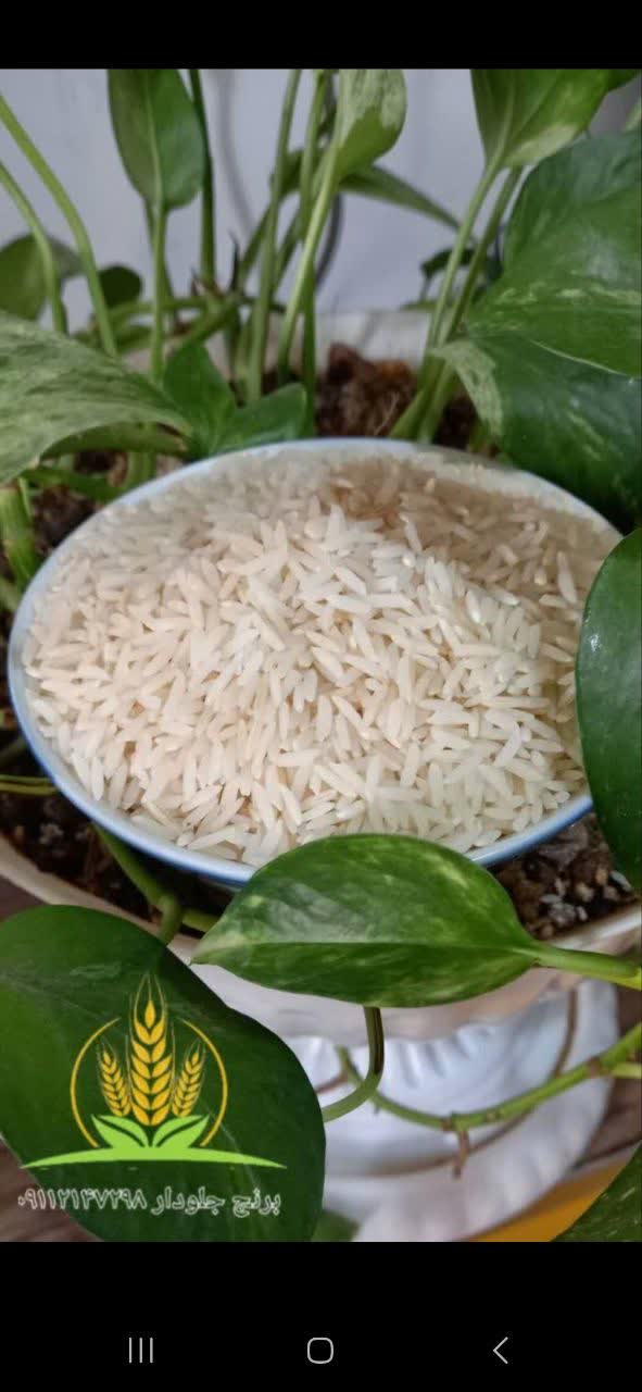 تصویر 1 از قیمت خرید استثنائی برنج طارم هاشمی درجه یک شمال