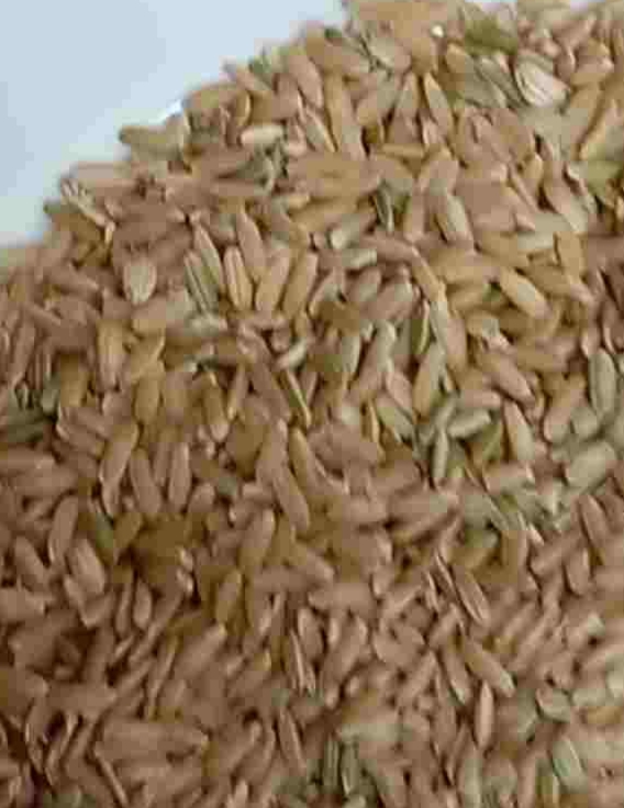 تصویر 2 از برنج سبوس دار کامل کامفیروز + تمیز شده