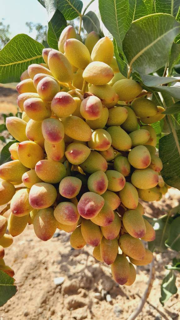 تصویر 5 از خرید پسته کله قوچی + قیمت فروش استثنایی
