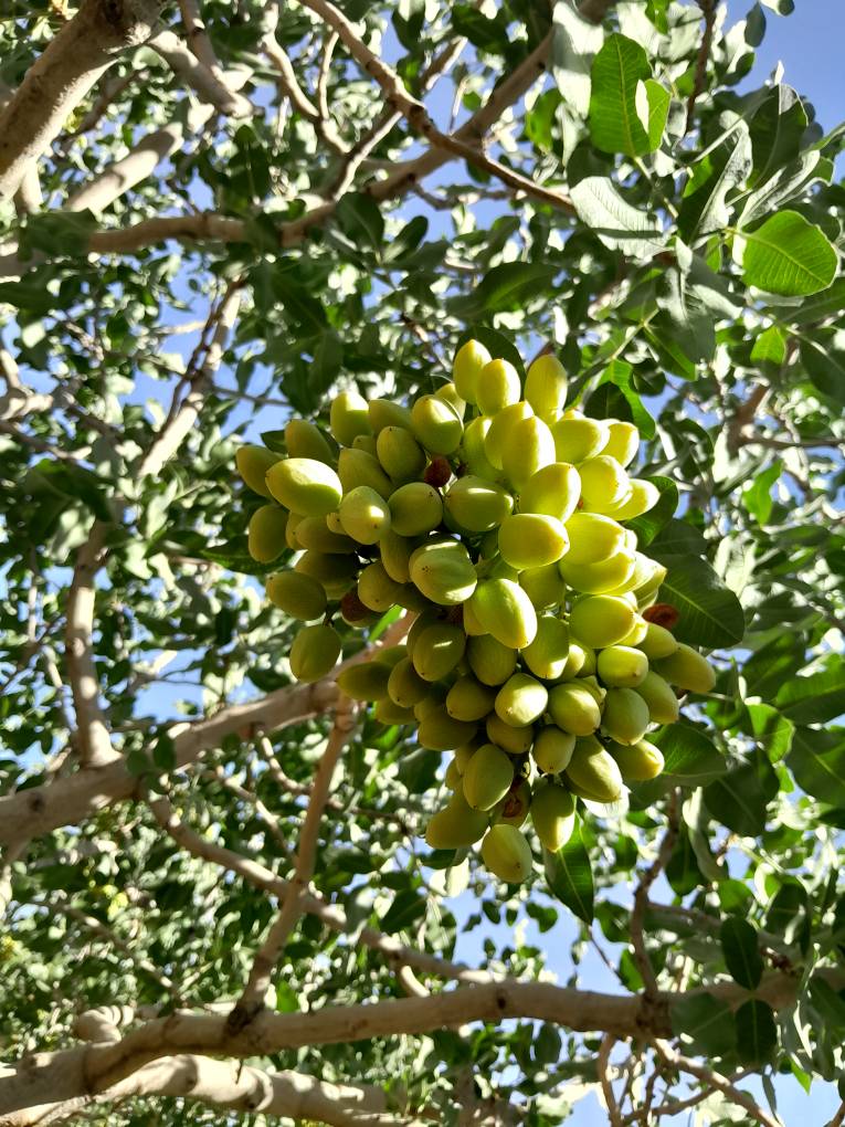 تصویر 2 از پسته کله قوچی تواضع تازه برداشت شده