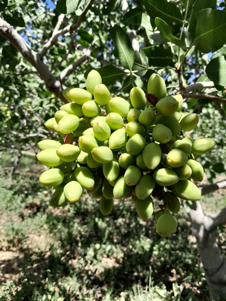 تصویر 3 از خرید پسته کله قوچی + قیمت فروش استثنایی