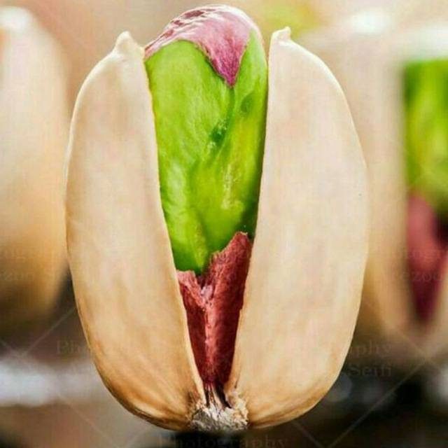 تصویر 2 از خرید پسته کله قوچی + قیمت فروش استثنایی