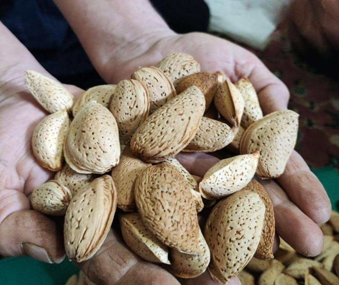 قیمت بادام سنگی دیم
