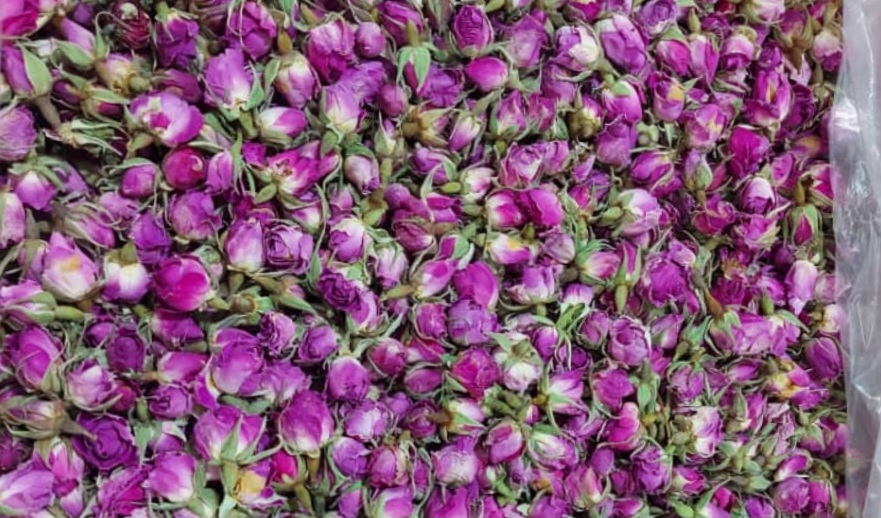خرید غنچه گل محمدی بصورت عمده