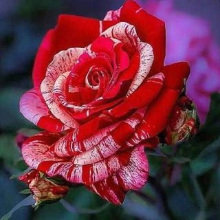 تصویر 2 از قیمت باور نکردنی نهال گل رز هلندی