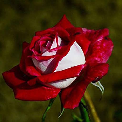 تصویر 1 از قیمت باور نکردنی نهال گل رز هلندی