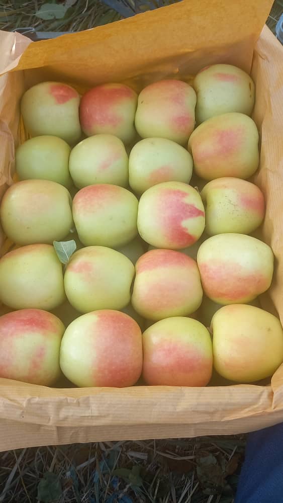 تصویر 3 از خرید سیب زرد از باغ مهاباد بهترین کیفیت + فروش عمده
