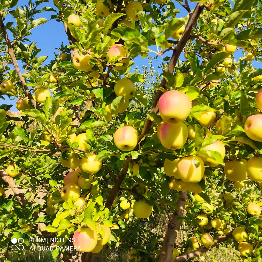 تصویر 5 از خرید سیب زرد از باغ مهاباد بهترین کیفیت + فروش عمده
