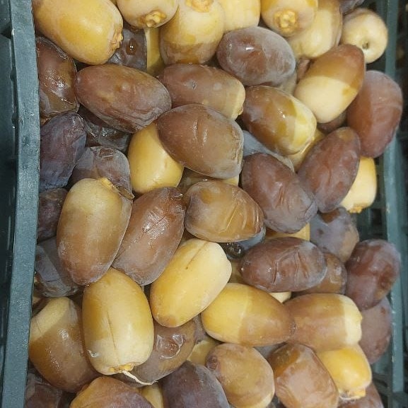 تصویر 4 از خرید و فروش رطب خشتی خوزستان