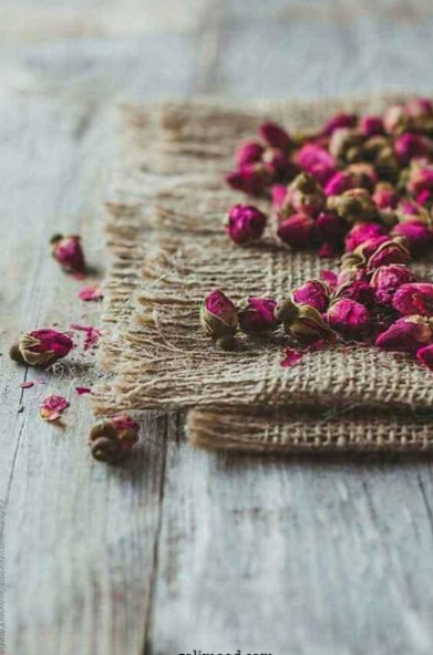 خرید عمده غنچه گل محمدی + کیفیت عالی