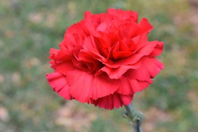 تصویر 2 از خرید و قیمت گل شاخه بریده میخک قرمز فروش عمده