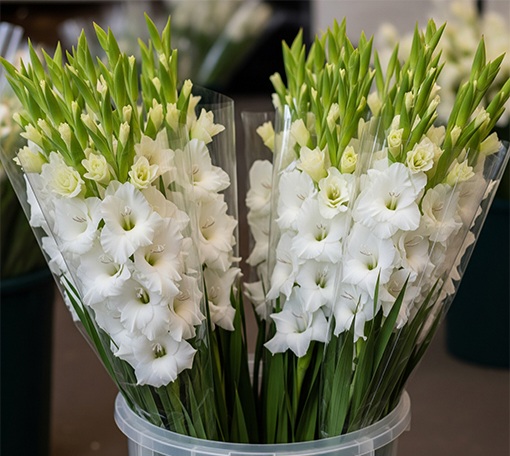 تصویر 5 از فروش صادراتی گل شاخه بریده گلایل سفید