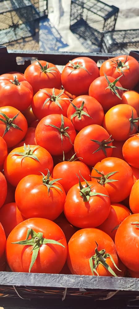 رب گوجه فرنگی شیشه ای روژین طبیعی و پررنگ