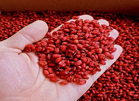 تصویر 1 از خرید زرشک بیرجند + صادرات مستقیم با قیمت رقابتی