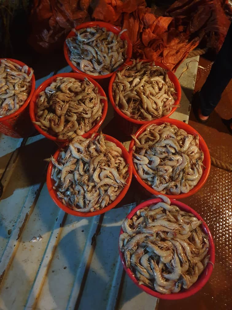 فروش عمده میگو پرورشی جنوب