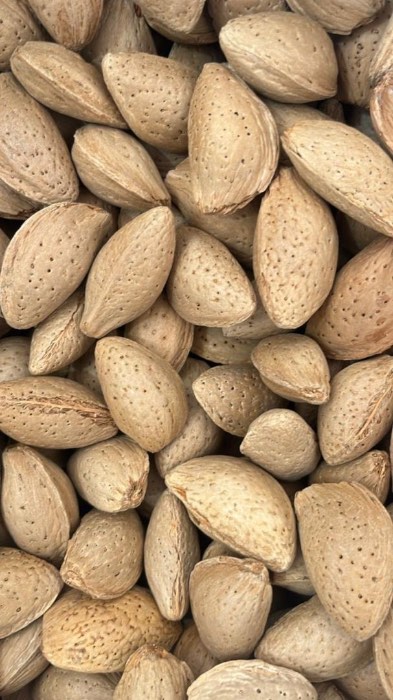 تصویر 1 از قیمت خرید بادام سنگی + فروش استثنایی