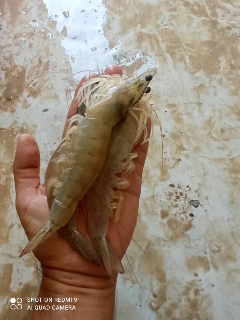 تصویر 1 از فروش عمده میگو یخ زده بوشهر