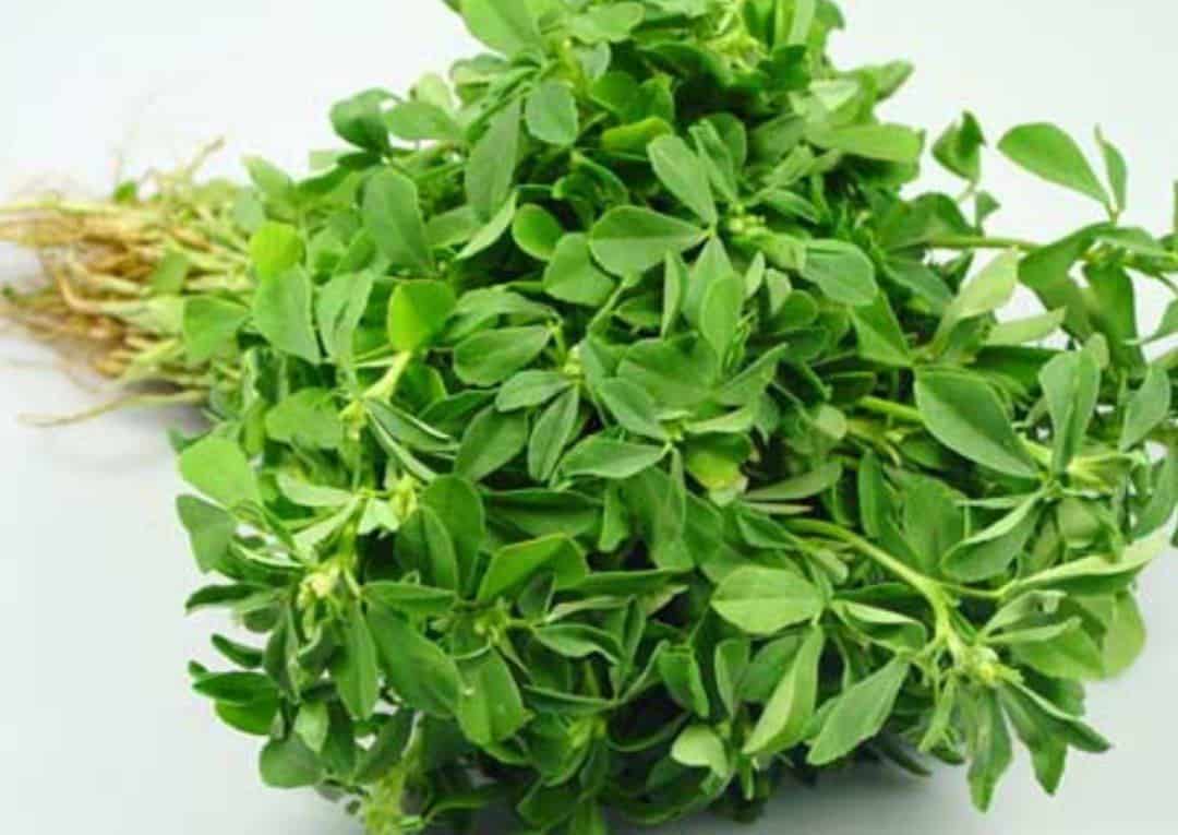 فروش برگ شنبلیله عمده