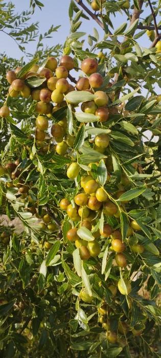 تصویر 5 از خرید عناب تازه بیرجند با طعمی بی‌ نظیر از مبدا تولید جهانی