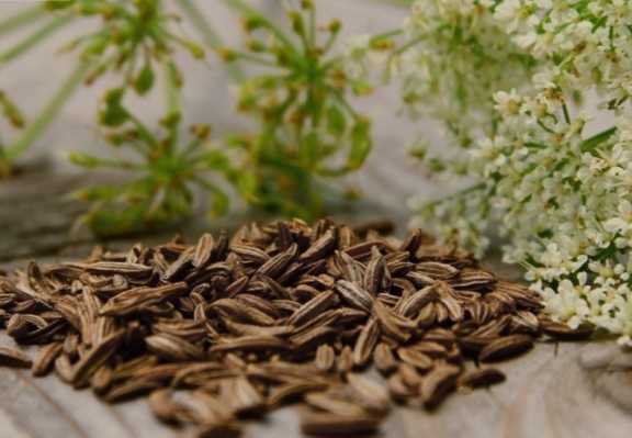 تصویر 3 از زیره کوهی عطاری قیمت مناسب