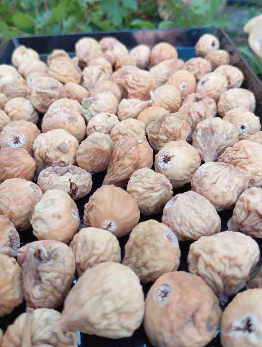 تصویر 3 از فروش انجیر خشک سایز AA مرغوب + فروش استثنایی