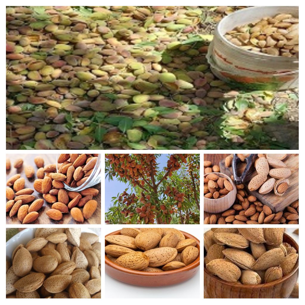 تصویر 1 از خرید عالی بادام ایرانی باکیفیت