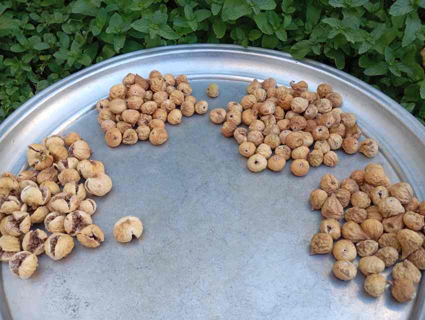 انجیر خشک تیزابی مناسب ترکیب با آجیل و دسر