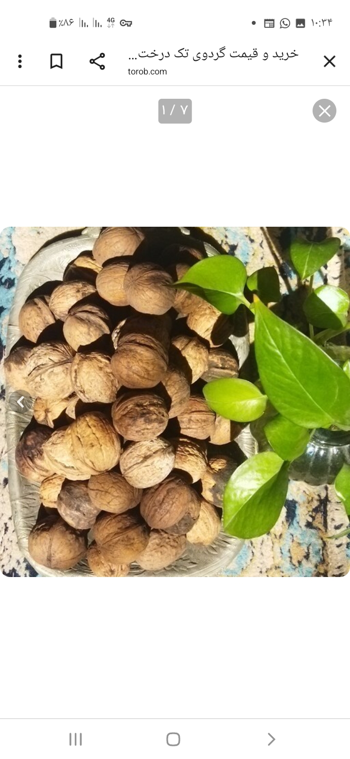 تصویر 1 از گردوی درختی قیمت