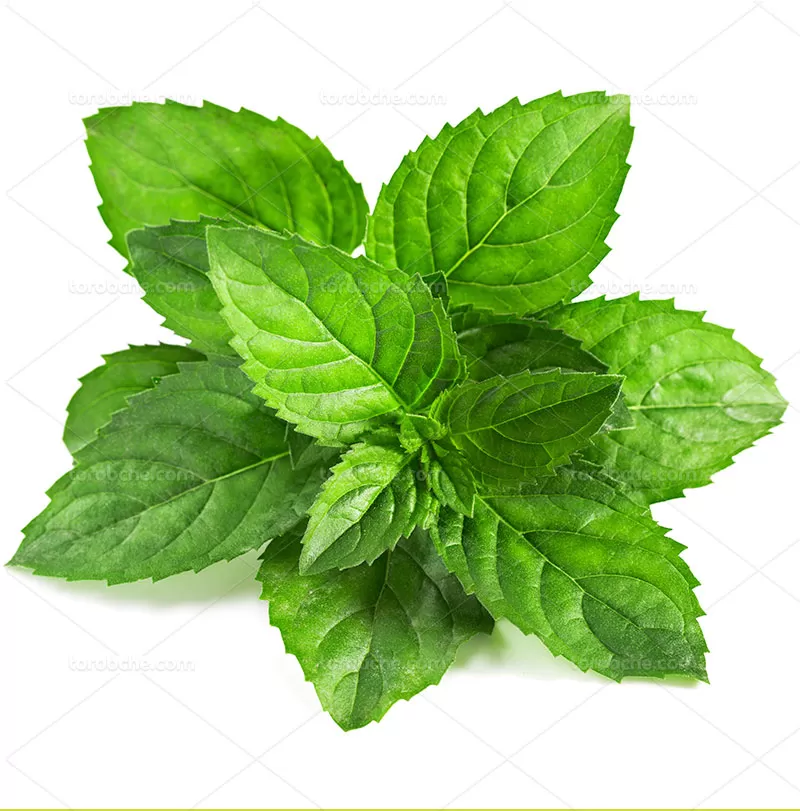 خرید عمده نعنا برگ